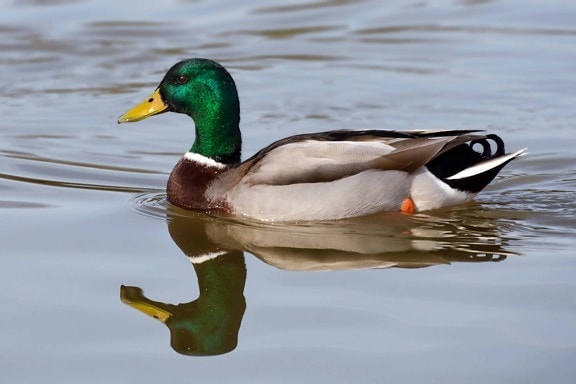 wild duck, ornithology, poultry, bird, waterfowl, water, animal, outdoor