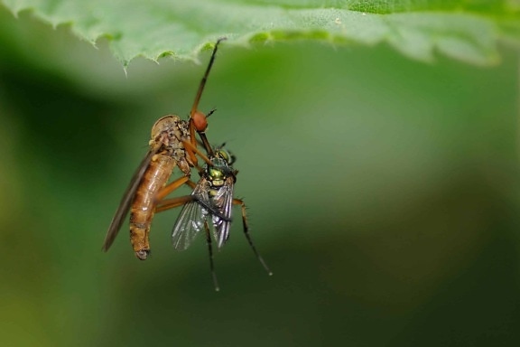 insetto, fly, invertebrato, animale, foglia, dettaglio, macro, metamorfosi