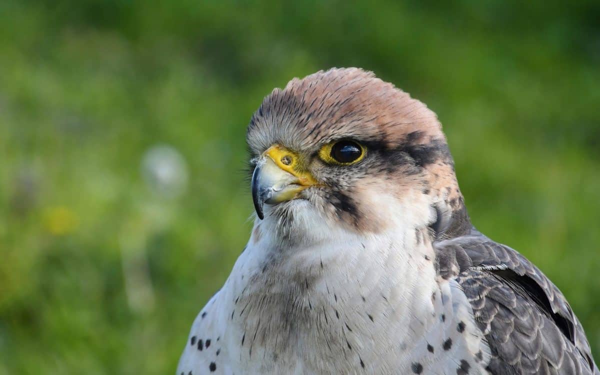 Falcon, alam, satwa liar, burung raptor, burung, kepala