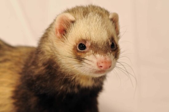 weasel, head, cute, rodent, fur, wildlife, animal
