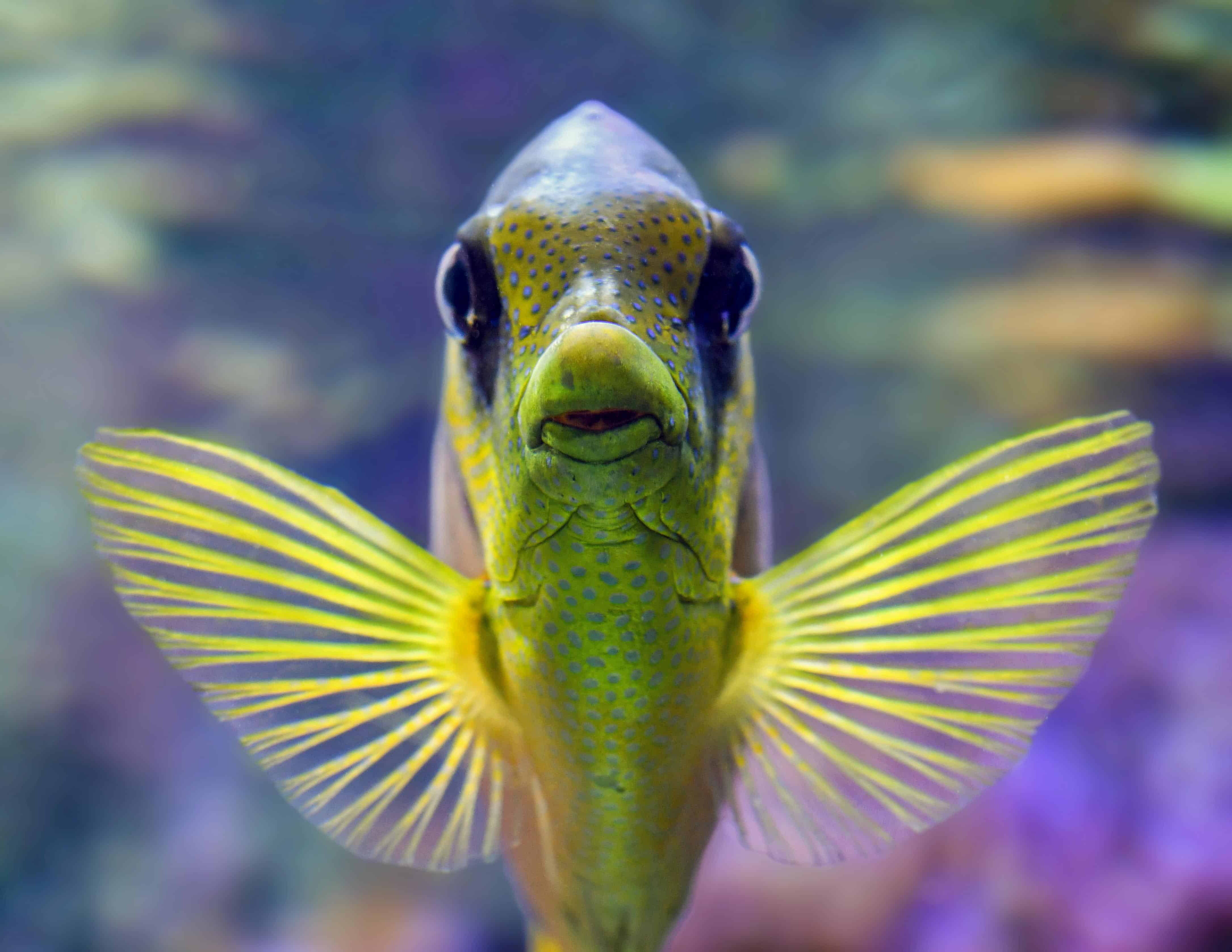 Rare Saltwater Aquarium Fish