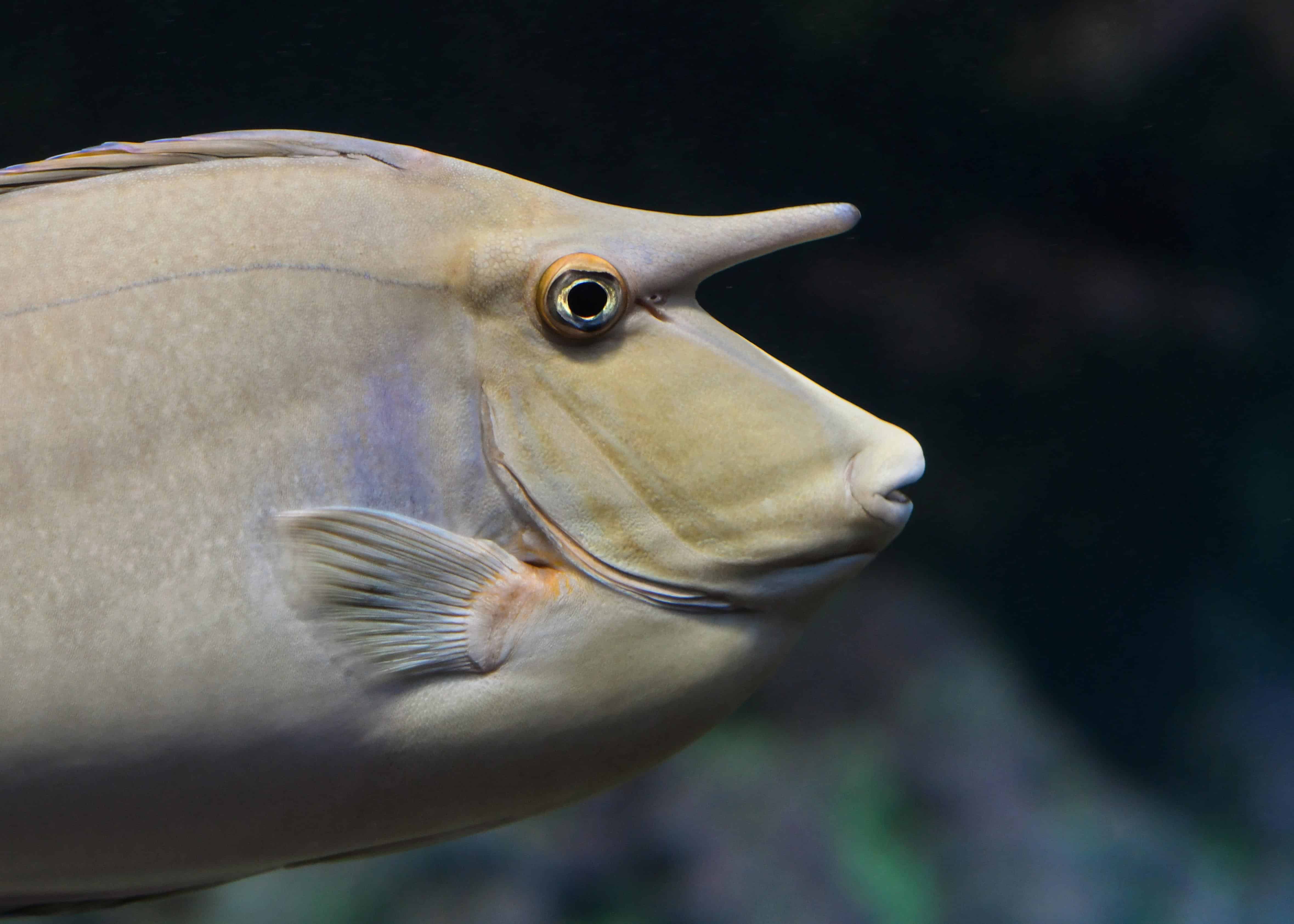 Kostenlose Bild Salzwasser Fische Unter Wasser Fische Tier Wasser Tiere