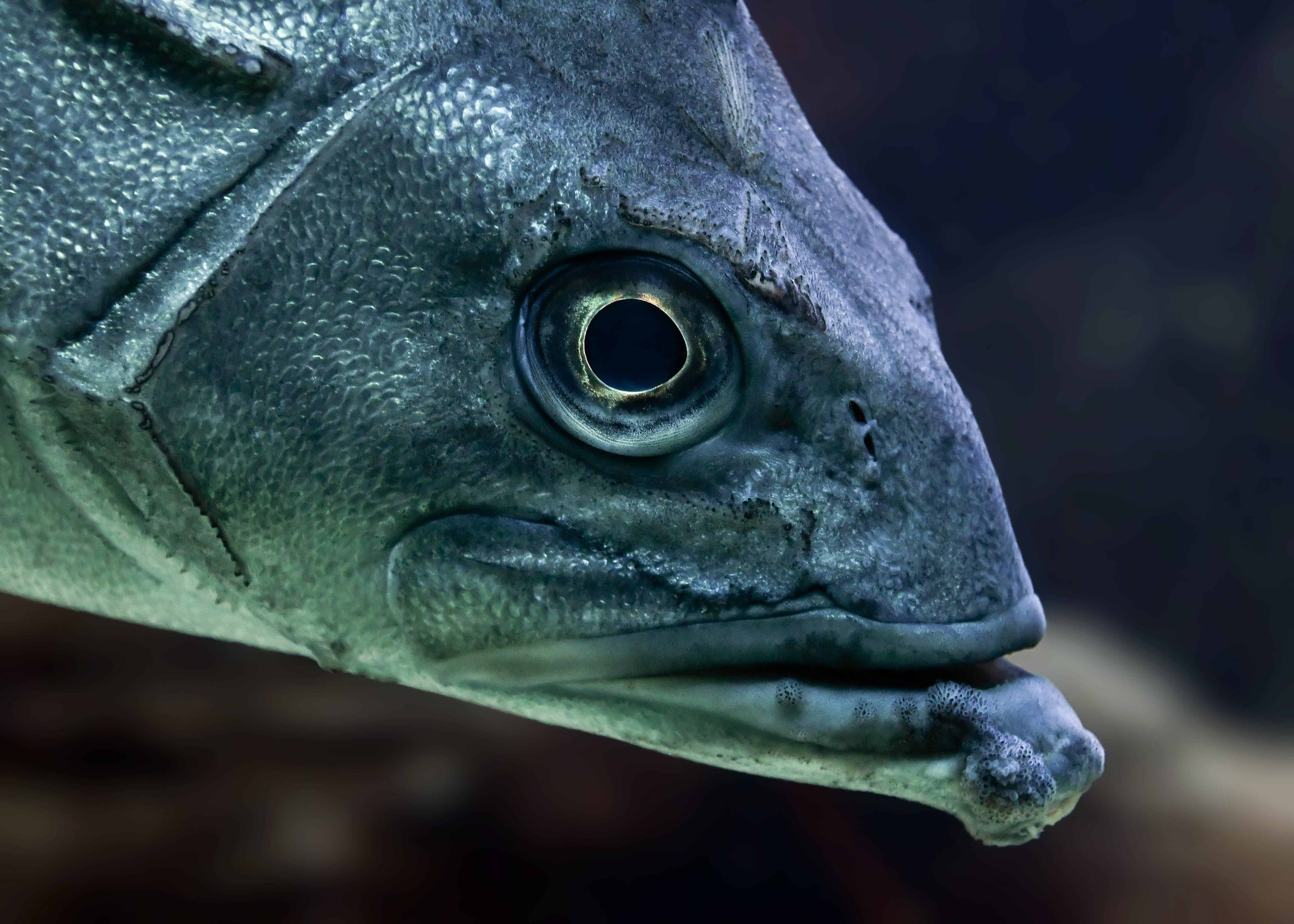 Какие глаза у рыб. Голова рыбы. Глаз рыбы. Рыбьи головы. Удивленная рыба.