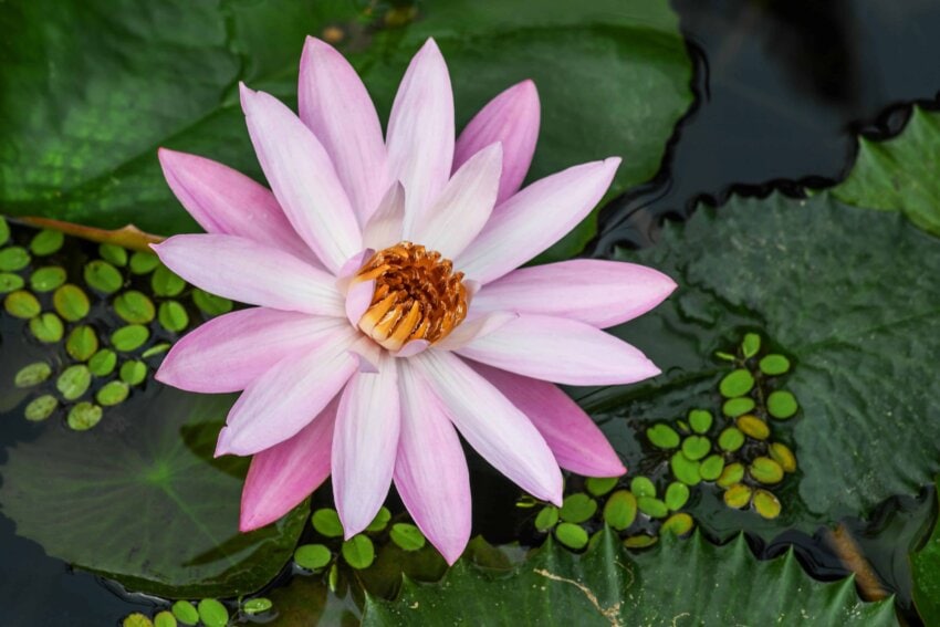 Free picture: flora, garden, nature, lotus, petal, leaf, flower ...