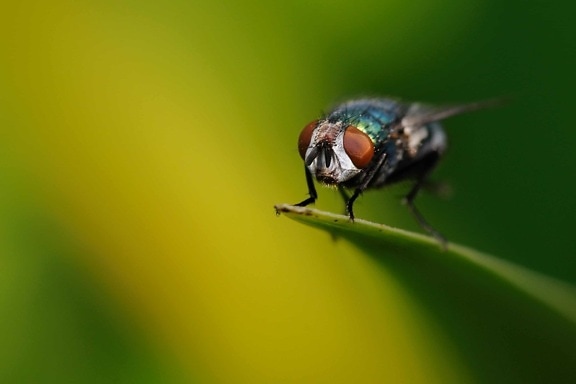 ธรรมชาติ สัตว์ป่า แมลงบิน สัตว์ขาปล้อง จุดบกพร่อง กระดูกสันหลัง amcro รายละเอียด