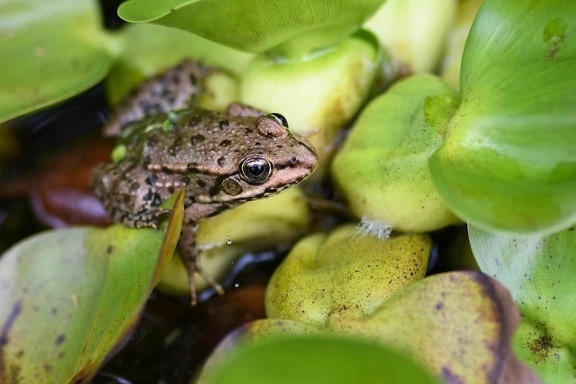nature, frog, amphibian, water, leaf, animal