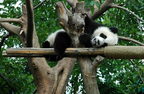 野生动物, 熊猫, 自然, 木头, 动物, 树