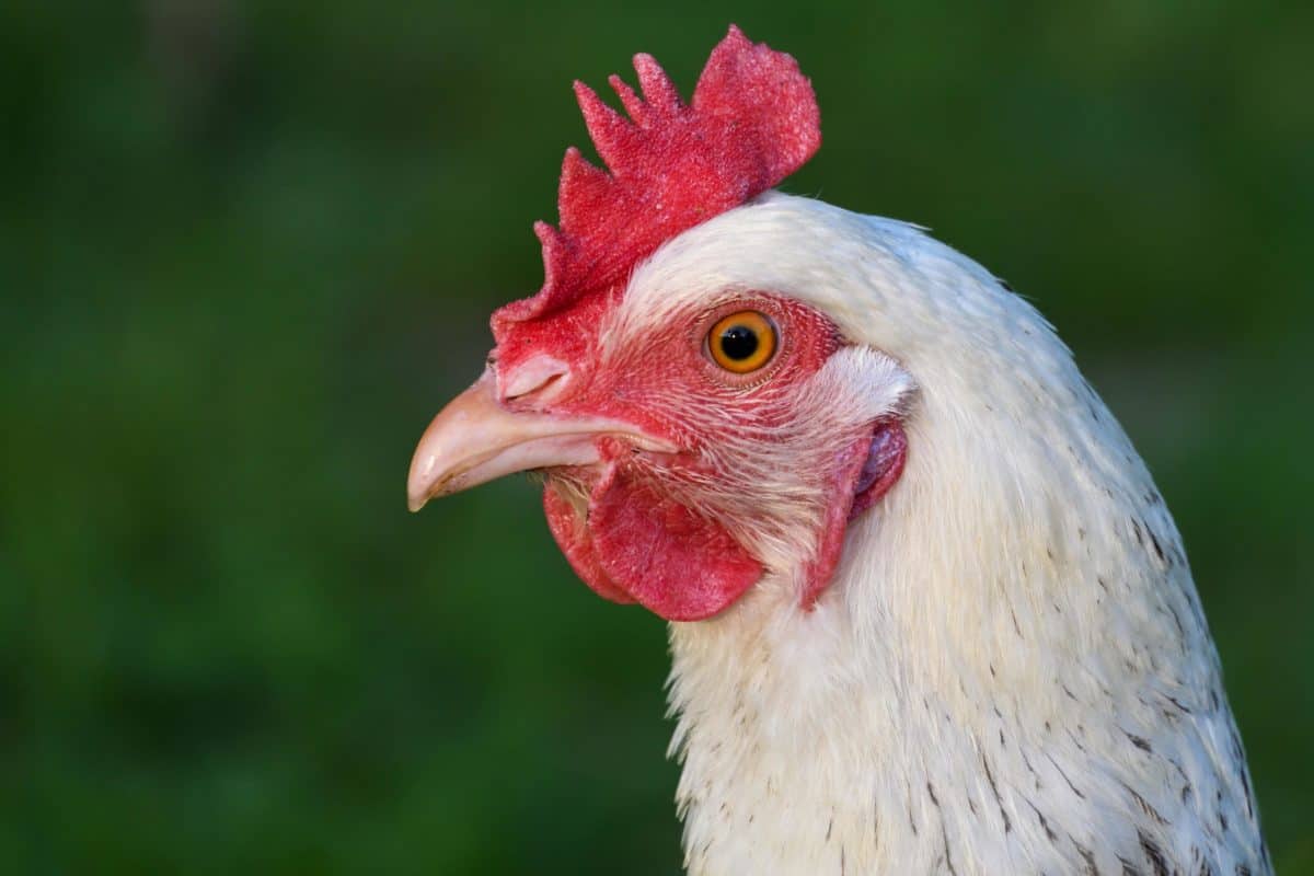 Free picture: poultry, bird, nature, animal, hen, head, eye
