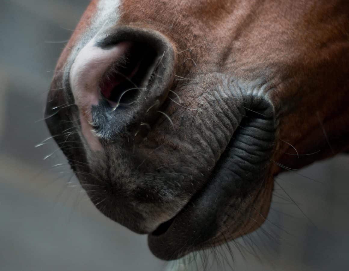 nos, usta, glava, konj, životinja