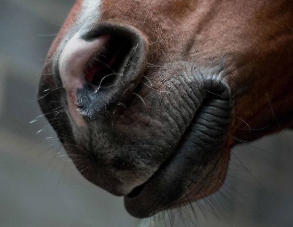 hidung, mulut, kepala, kuda, hewan