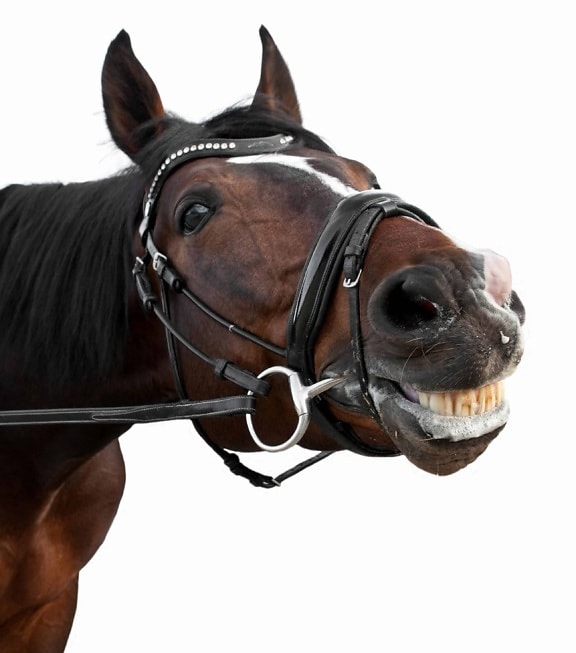 Retrato, cabeza, dientes, animal, caballo, marrón