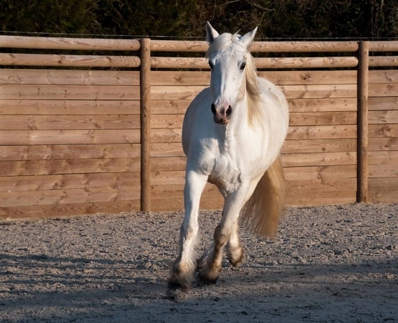 životinja, bijelog konja, konjica, stoke, sport, sjena, pijesak