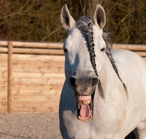 weißes Pferd, Kavallerie, Natur, outdoor, Tier, Zähne, sport