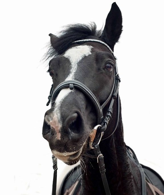 Dark horse head, muotokuva, eläin, vyö
