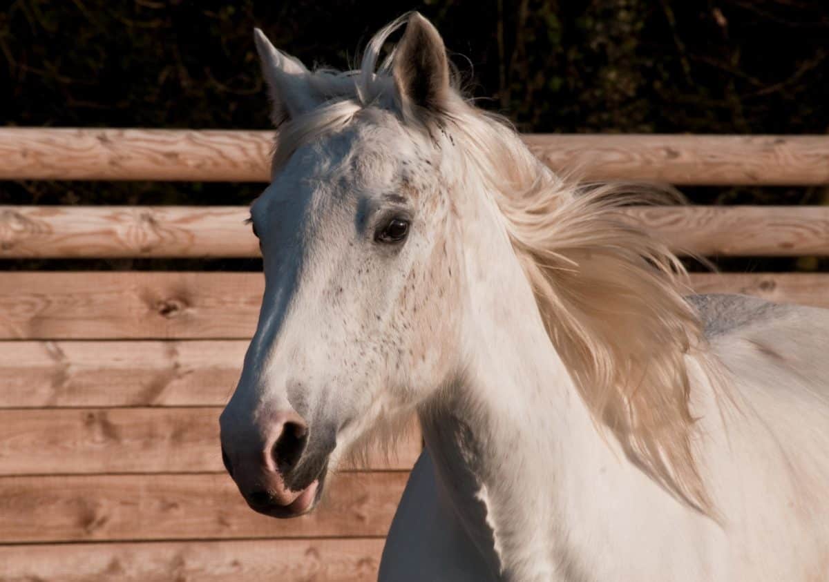 Белая лошадь, животных, природы, портрет, кавалерии