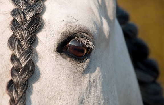 oka, hlavy, biely kôň, zviera