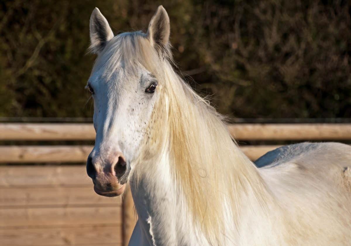 Konjica, bijelog konja, životinja, prirode, vanjski