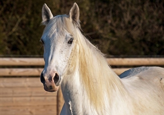 kavalerie, white horse, zvířecí, příroda, venkovní