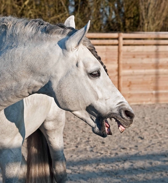 ζώο, άσπρο άλογο, φράχτη, άμμο, έδαφος