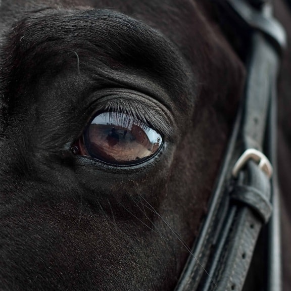 μάτι, ζώο, ζώνη, μαύρο, κεφάλι, ο μαύρο άλογο