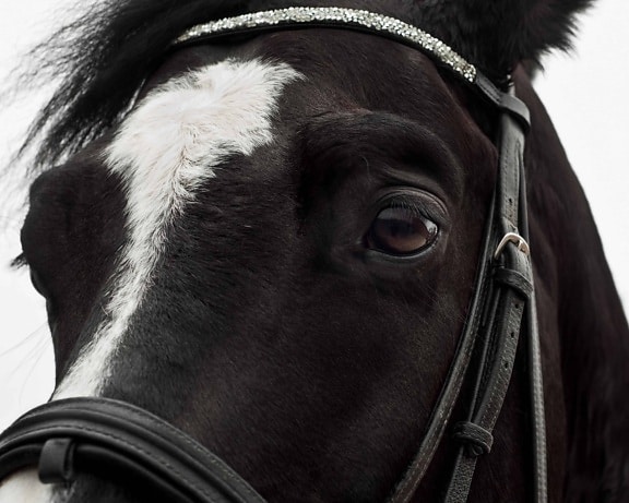 zwart-wit, oog, hoofd, zwarte paard, dier, band