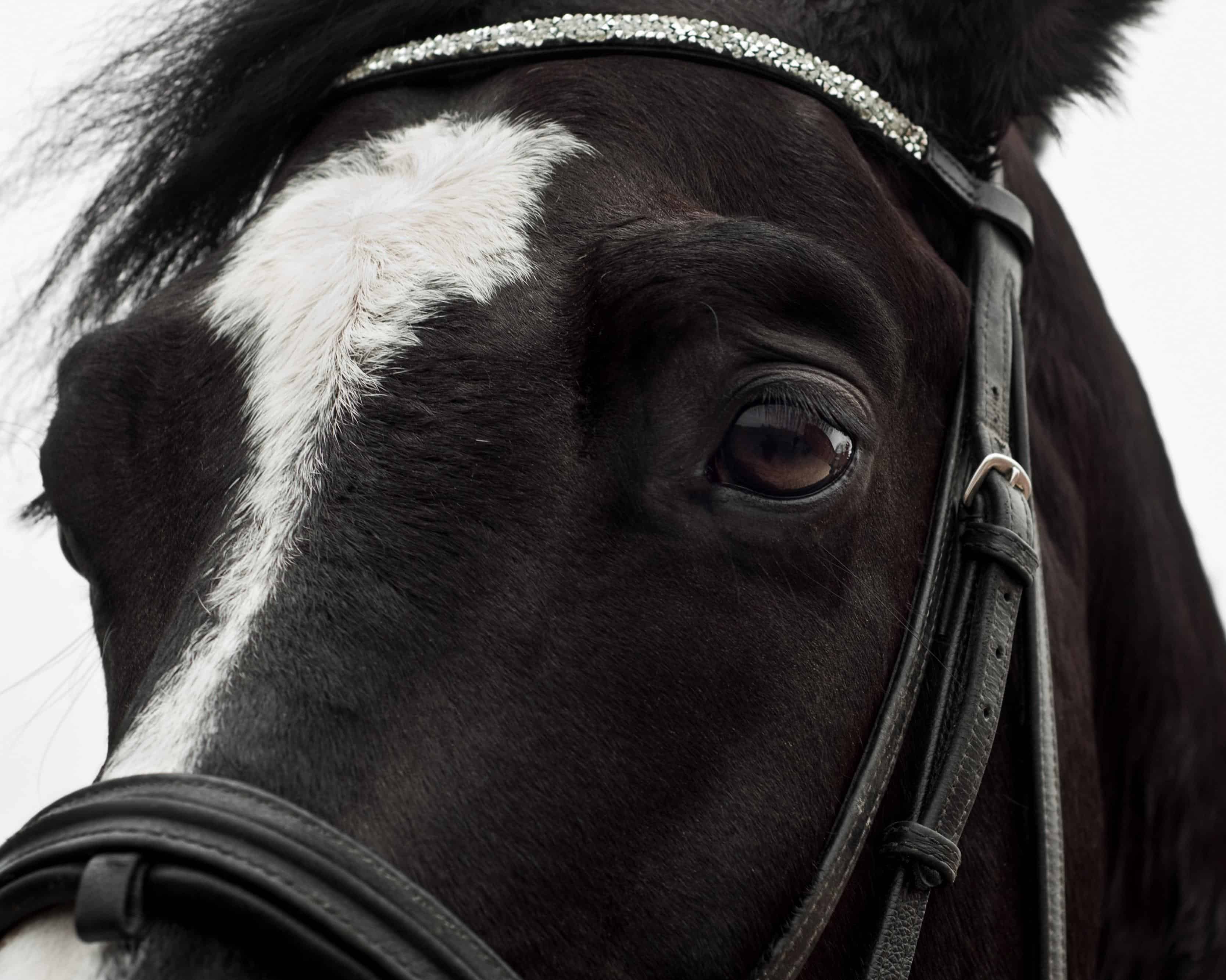 Tête d'un cheval noir image stock. Image du beau, étalon - 23499881