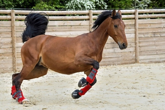 动物, 马, 运动, 棕色, 跳跃, 骑兵, 棕色