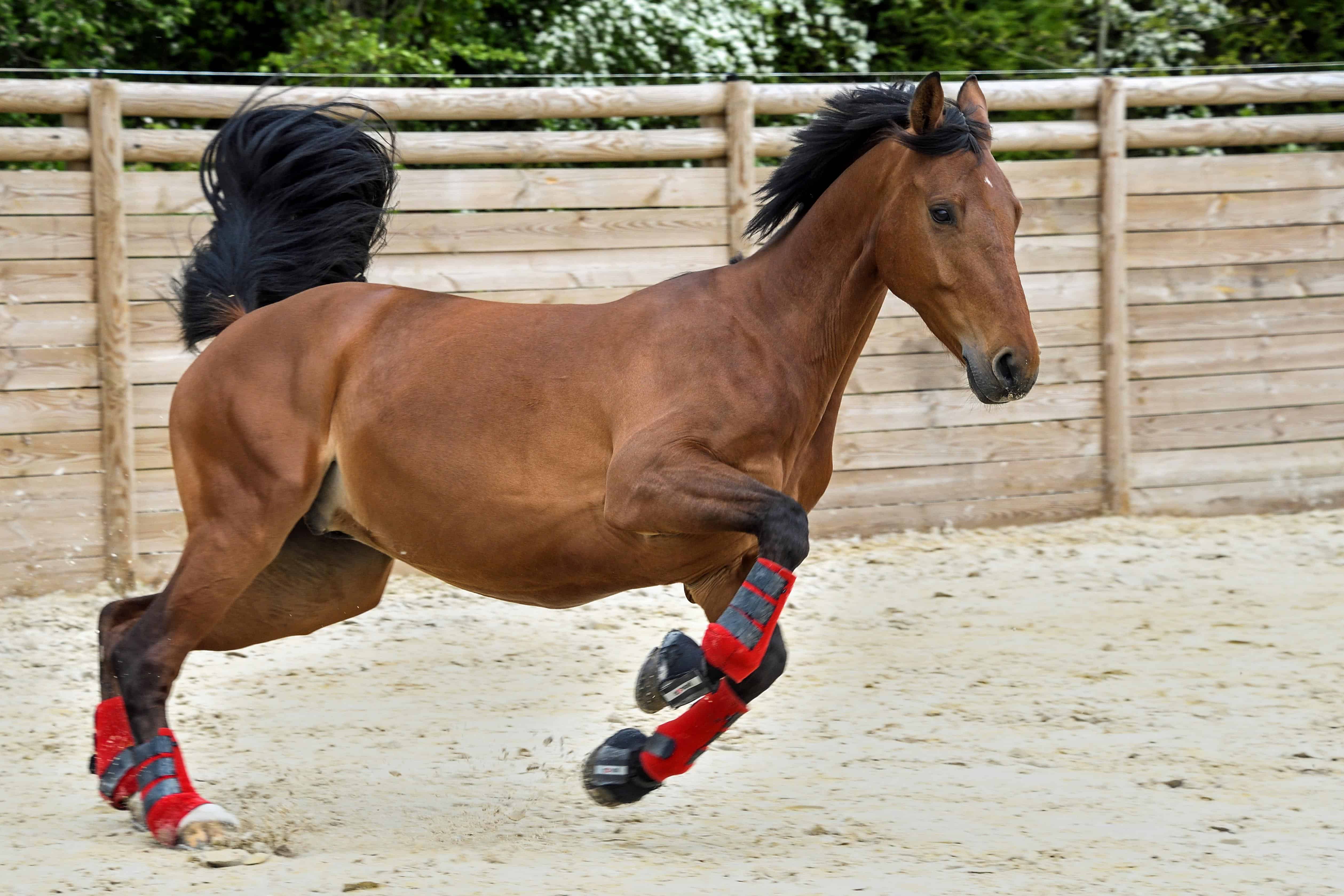 Кск животные. Спортивный конь. Лошади спорт. Коричневая лошадь. Лошадь в прыжке.