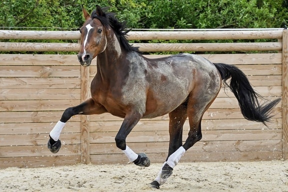 horse, jump, sport, sand, animal, cavalry, brown, outdoor