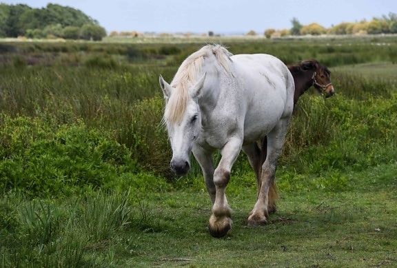 ม้าขาว ปศุสัตว์ การเกษตร ฟิลด์ สัตว์ หญ้า ทหาร ม้า กลางแจ้ง
