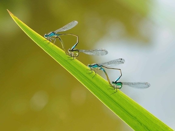 Dragonfly, detaljer, virvelløse dyr, insekt, natur, dyr, blad