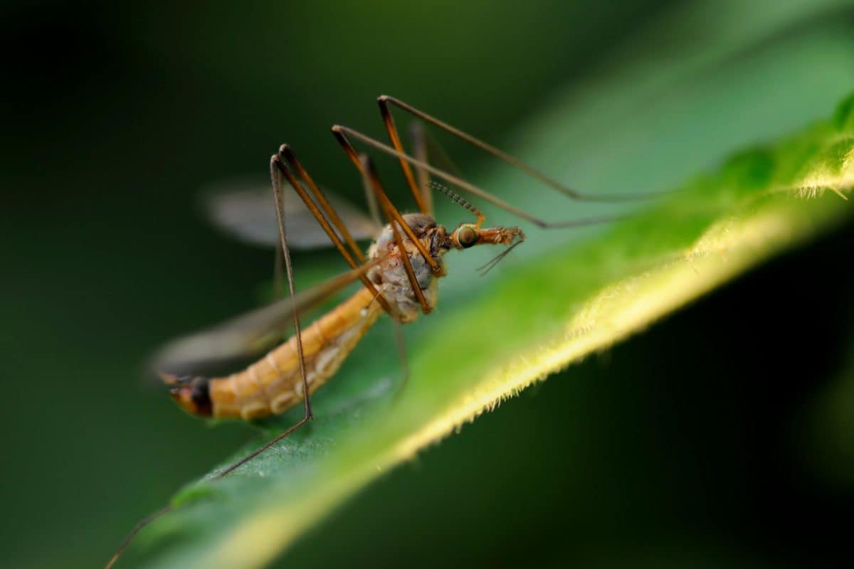 Безхребетні комаха природа, дика природа, комарів, членистоногих