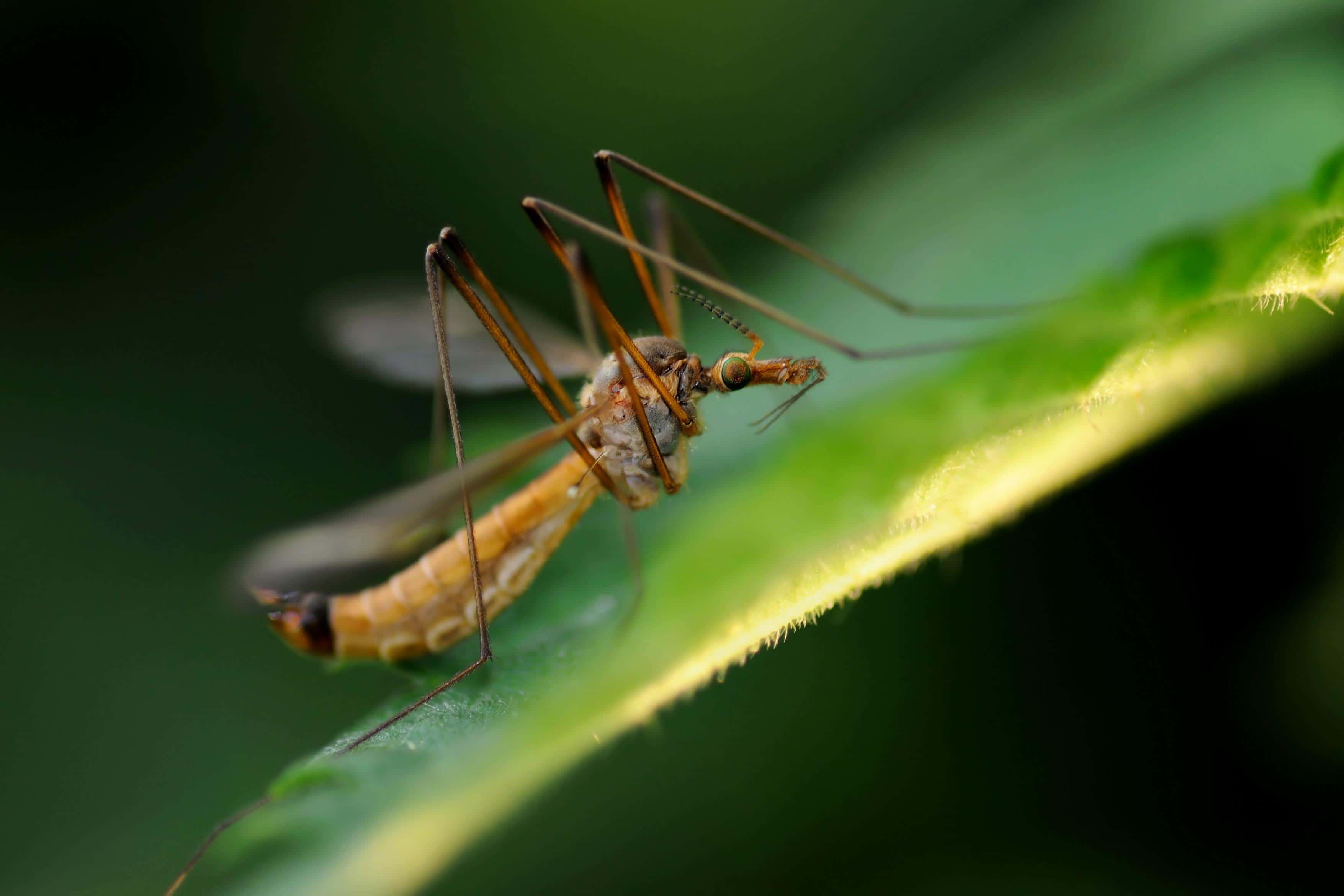 蚊子在叮咬人体皮肤图片下载 - 觅知网