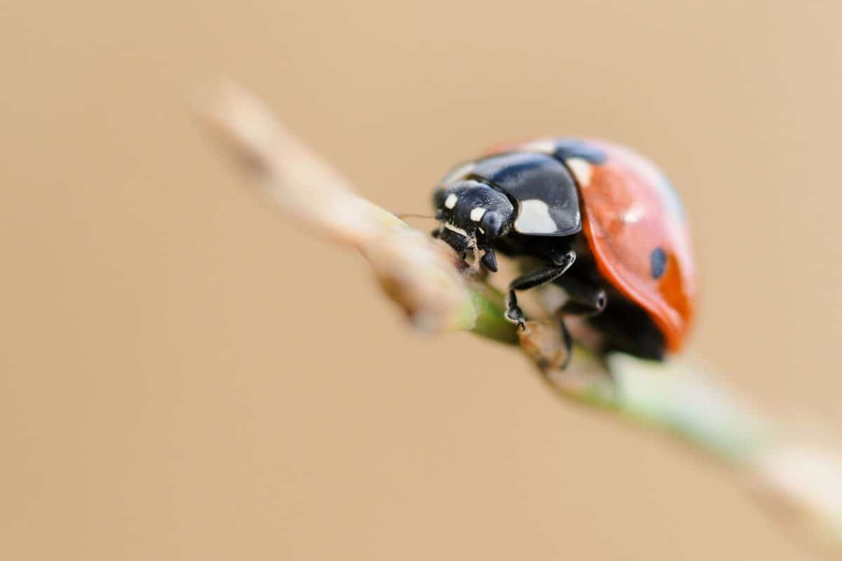 ladybug, insect, bug, plant, garden, summer, detail