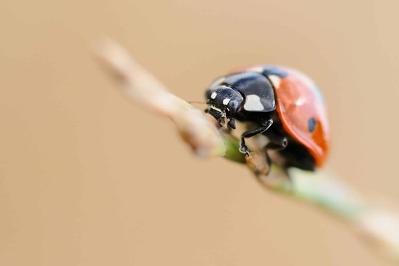 Ladybug, insekt, feil, anlegg, hage, sommer, detaljer