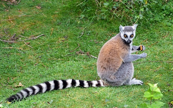 Lemur, volně žijící zvířata, kožešiny, roztomilý, příroda, zvířata