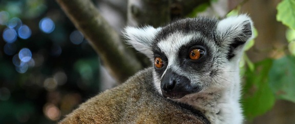 lemur, pels, natur, søt, dyr, dyreliv