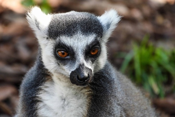 lemur, Madagaskar, portrét, príroda, prírody, zvierat