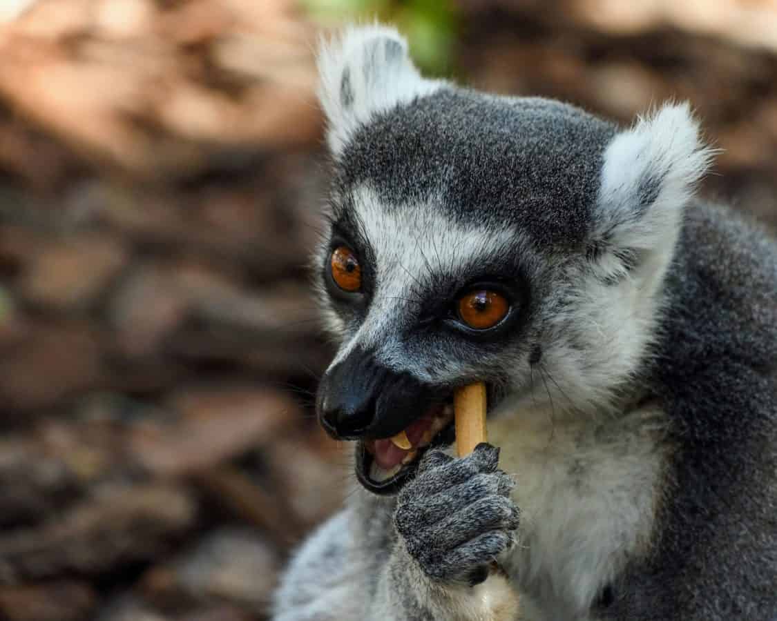 eläin, luonto, lisko, Madagaskarin kädellisten, söpö, muotokuva