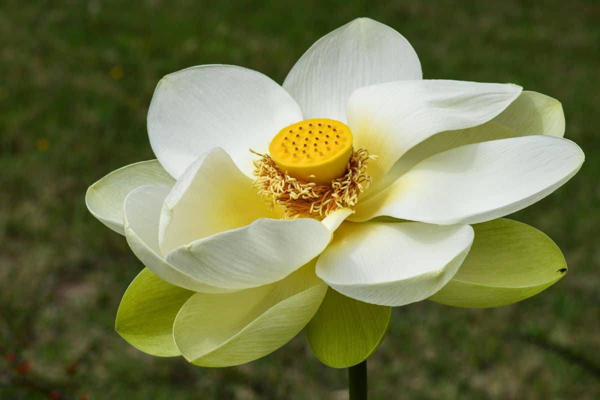 bílý lotus, květina, příroda, léto, listí, tráva, rostlina