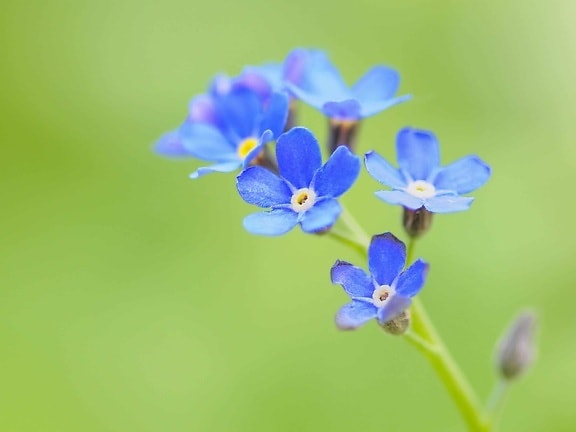 blå blomma, natur, wildflower, växt, planta, sommar