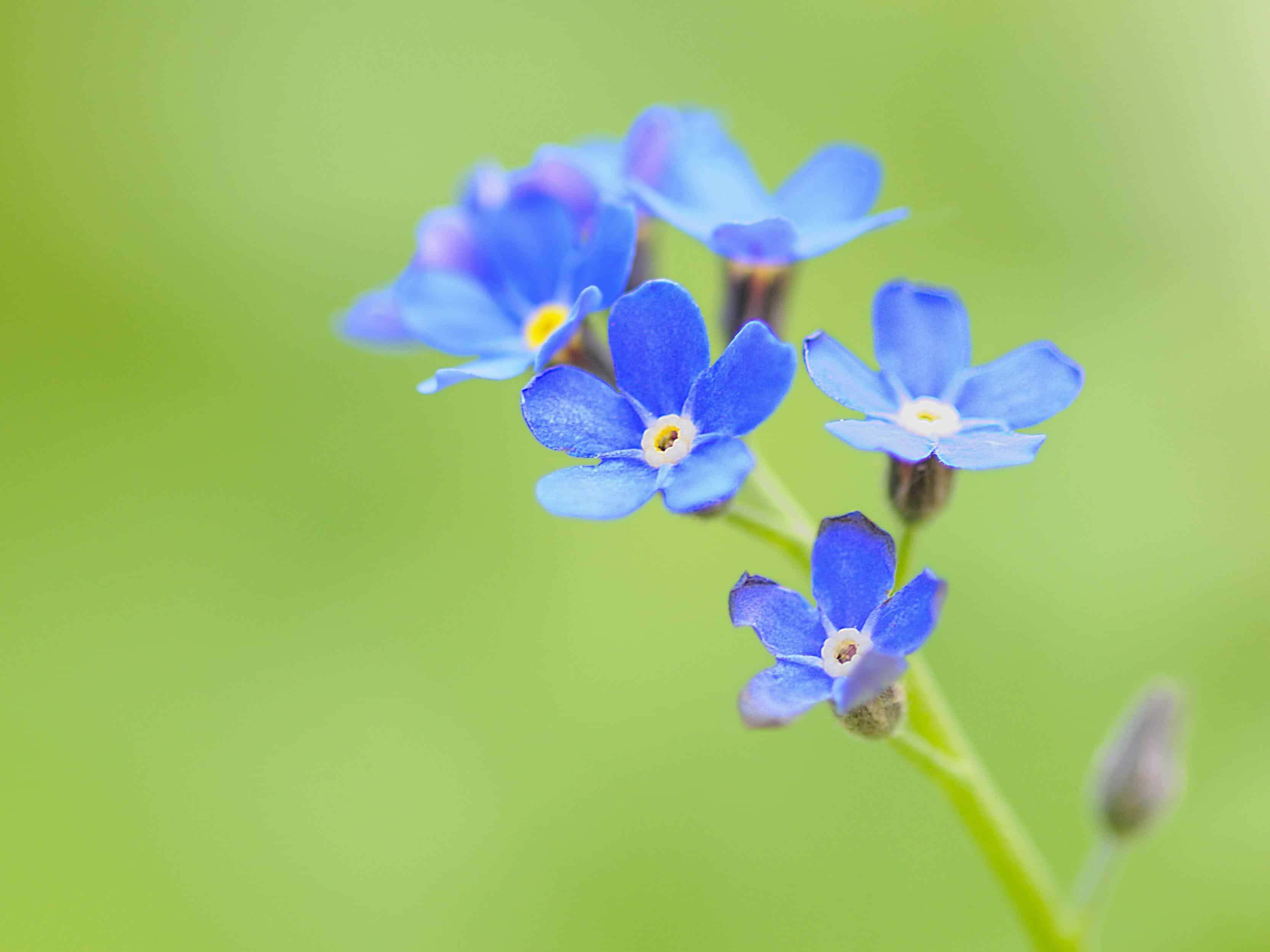 フリー写真画像 青い花 自然 ワイルドフラワー 工場 工場 夏