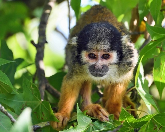 džungle, opice, zvíře, primát, deštný prales, roztomilý, volně žijících živočichů