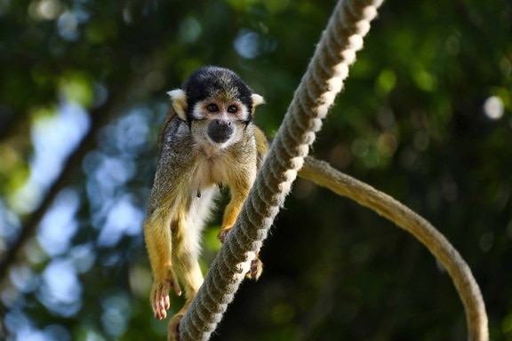 nature, primate, wildlife, monkey, rope, outdoor, animal
