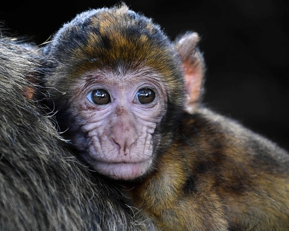 opice, volně žijící zvířata, primát, portrét, roztomilý, zvířecí, ape