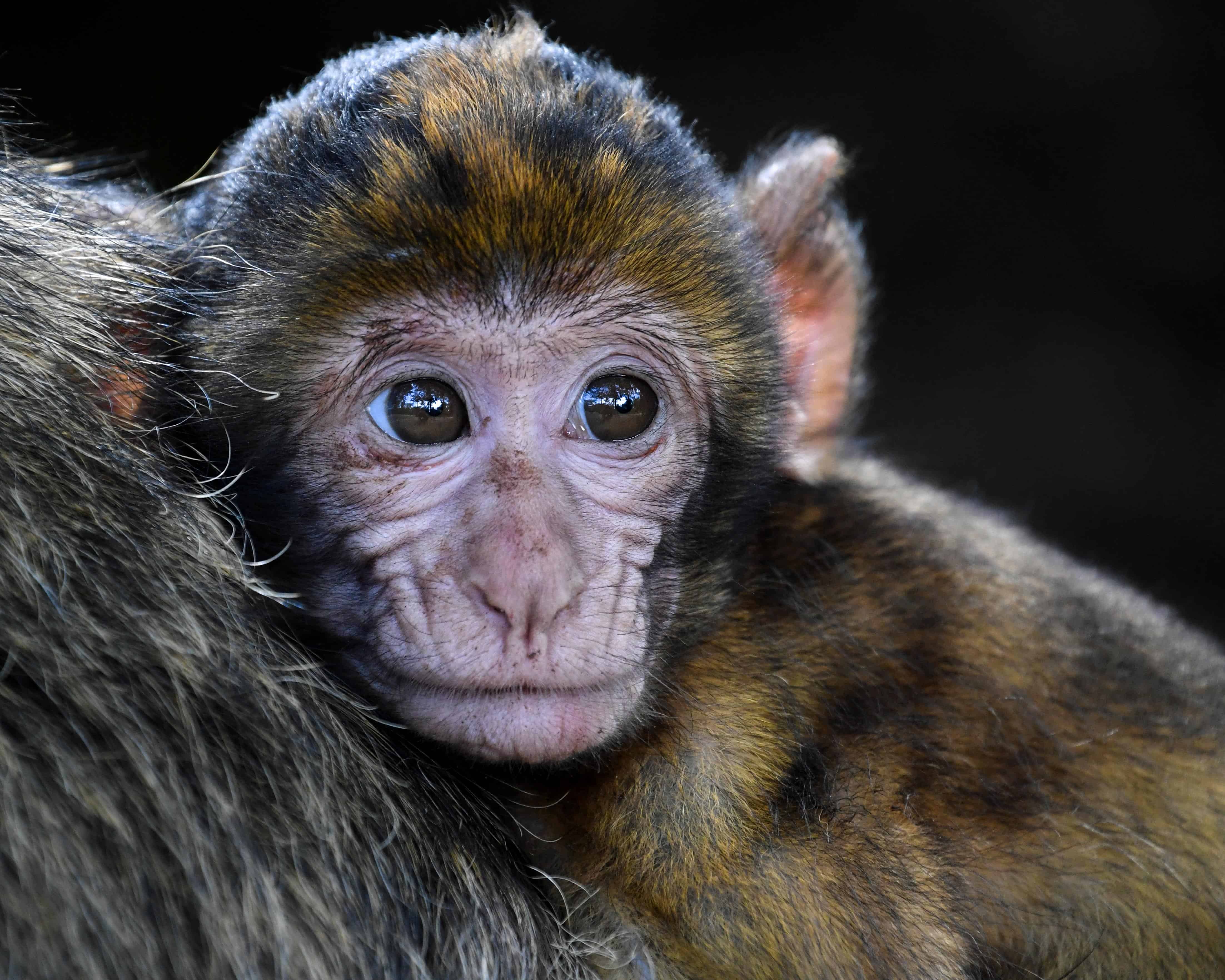 フリー写真画像 猿 野生動物 霊長類 肖像画 かわいい 動物 サル