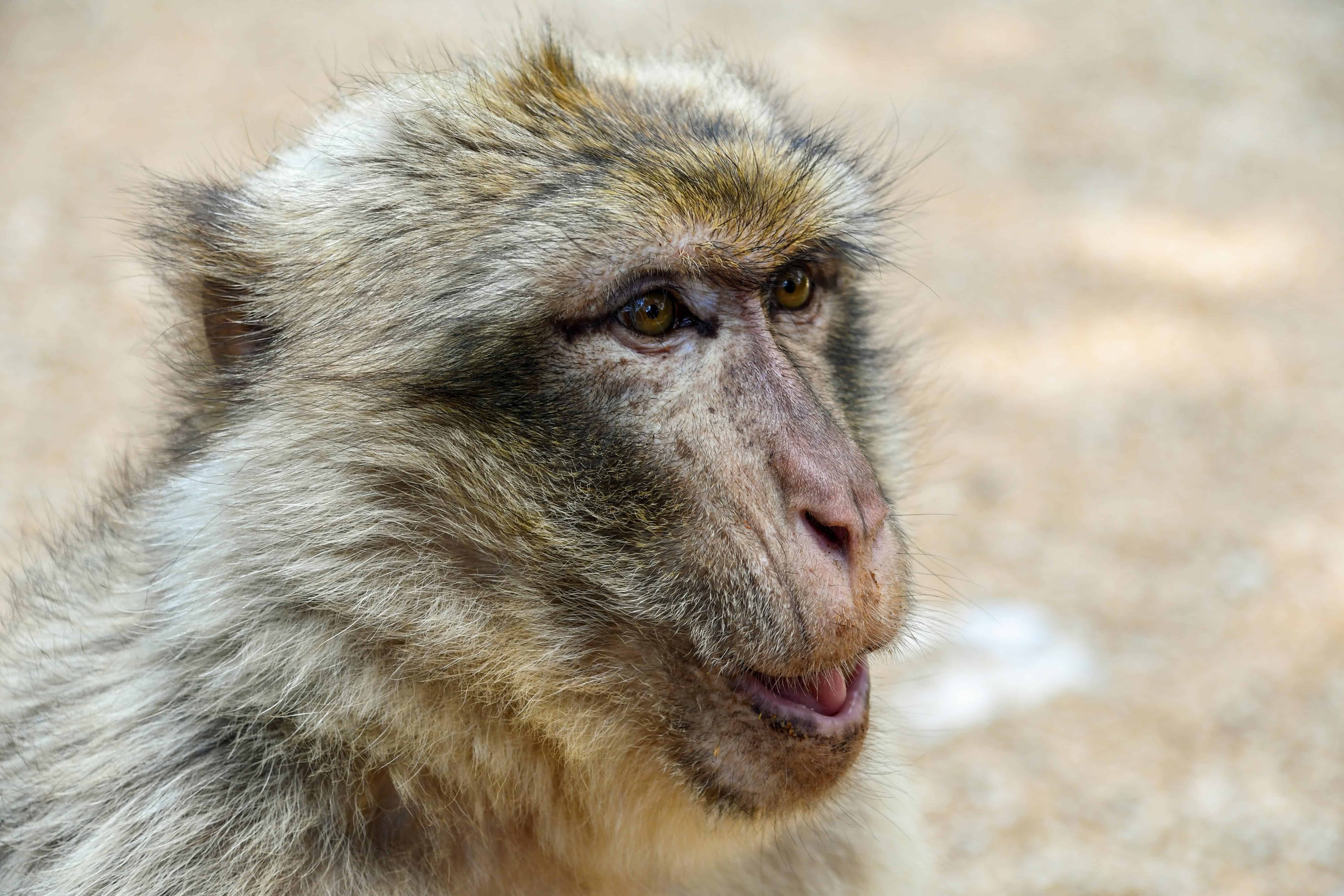 Foto de macacos fofos na natureza