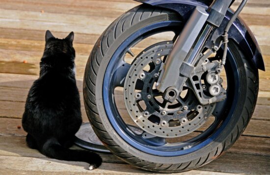 cat, ground, outdoor, wheels, motorcycles, brake, metal