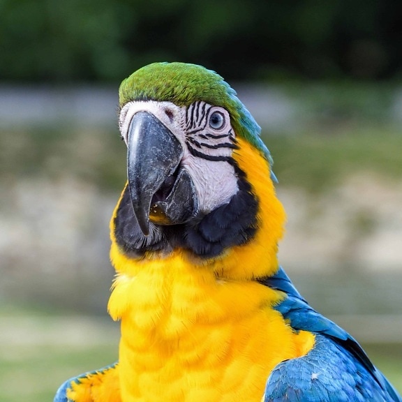 paruh, bulu burung, liar, satwa liar, burung beo macaw