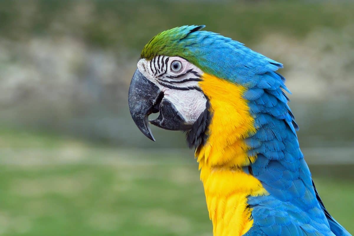 papuga Ara, zwierzę, pióro, natury, przyrody, dziób, ptak, kolorowy